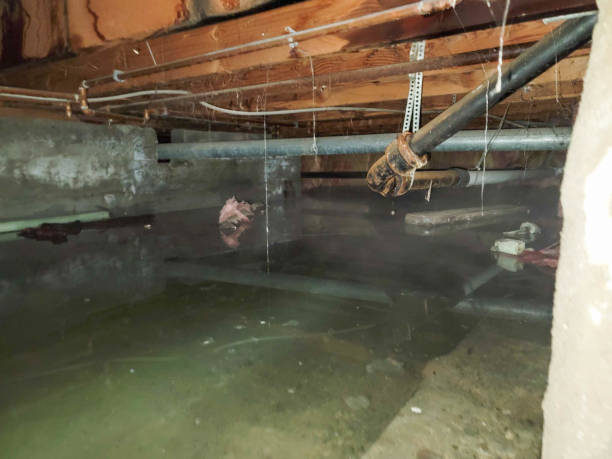 Best Carpet water damage restoration  in Wood River, NE
